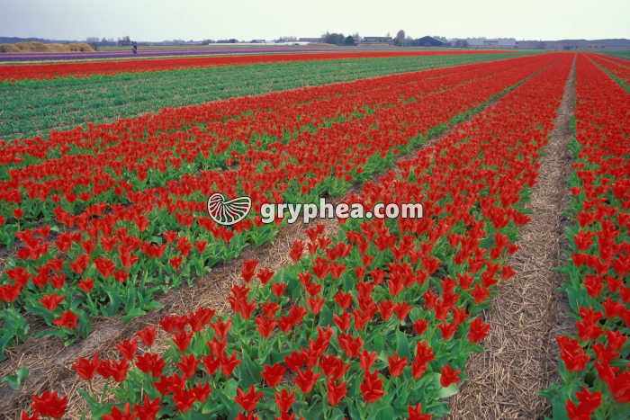 Tulipes (horticulture) - gryphea.org